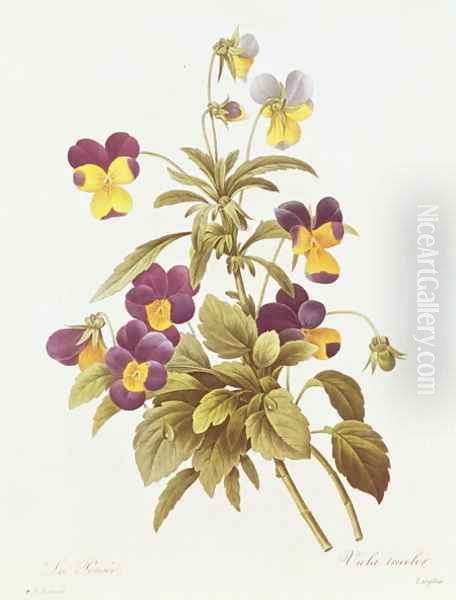 Viola Tricolour - view 1