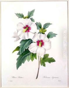 Hibiscus syriacus, engraved by Bessin, from Choix des Plus Belles Fleurs, 1827