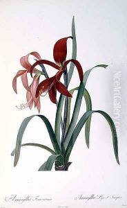 Amaryllis Formosissima, from Les Liliacees, 1808 by Pierre-Joseph Redoute