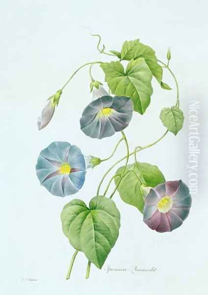 Morning Glory - view 1