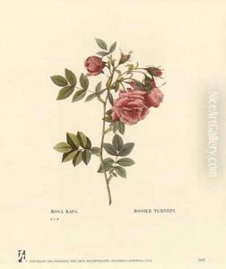 Roses by Pierre-Joseph Redoute