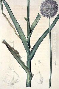 Allium ampeloprasum Levant Garlic engraved by Lemaire, plate 385 from the Plate Collection of the Botany Library, 19th century by Pierre-Joseph Redoute