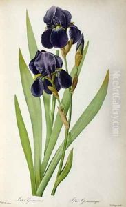Iris Germanica, from Les Liliacees by Pierre-Joseph Redoute