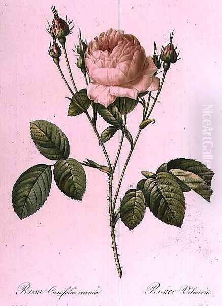 Rosa Centifolia Carnea - view 1