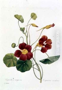 Nasturtium