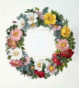 Wreath of Roses, Frontispiece for Les Roses, 1817 by Pierre-Joseph Redoute