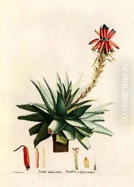 Aloe Rhodacantha - view 1