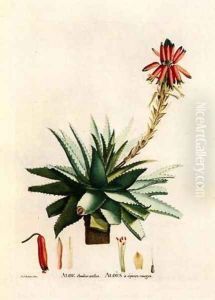 Aloe Rhodacantha by Pierre-Joseph Redoute