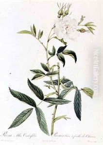 Rosa Alba Cimbaefolia by Pierre-Joseph Redoute