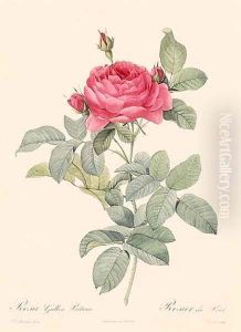 Rosa Gallica Pontiana