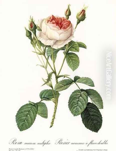 Rose, Muscosa Multiple - view 1