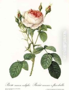 Rose, Muscosa Multiple