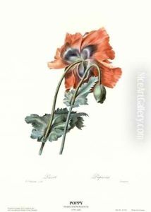 Poppy by Pierre-Joseph Redoute