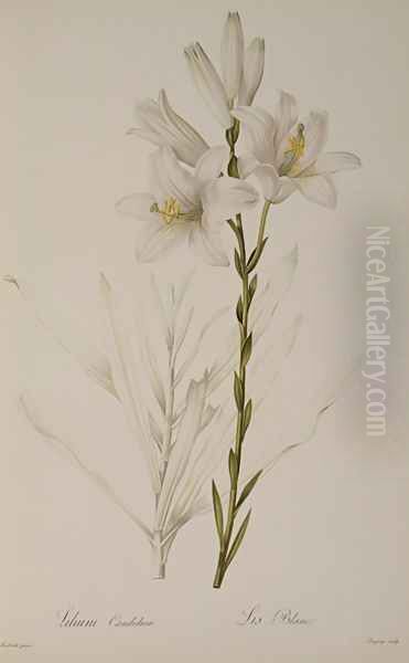 Lilium Candidum, from Les Liliacees, 1807 - view 1
