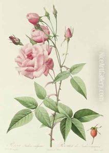 Rosa Indica Vulgaris by Pierre-Joseph Redoute