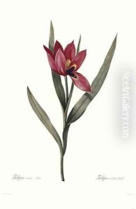 Tulipa Oculis-Solis by Pierre-Joseph Redoute