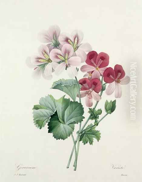 Geranium Variety Cranes-bill from Choix des Plus Belles Fleurs, 1827 - view 1