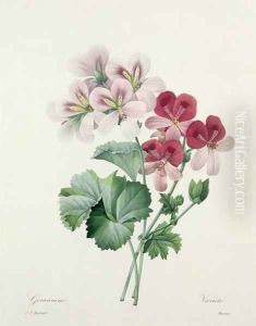 Geranium Variety Cranes-bill from Choix des Plus Belles Fleurs, 1827 by Pierre-Joseph Redoute