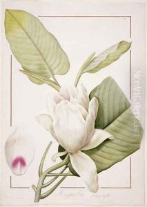 Magnolia macrophylla, 1811