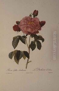 Rosa Gallica Aurelianensis or the Duchess of Orleans from, Les Roses, 1821 by Pierre-Joseph Redoute
