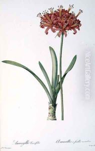 Amaryllis Curvifolia from Les Liliacees, 1809 by Pierre-Joseph Redoute