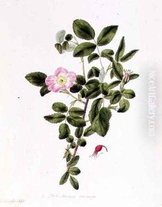 Rosa Acicularis Viridis by Pierre-Joseph Redoute