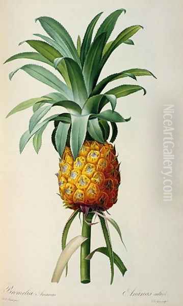 Bromelia Ananas, from Les Bromeliacees - view 1
