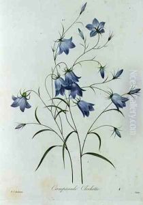 Campanula, engraved by Victor, from Choix des Plus Belles Fleurs, 1827-33 Campanula, engraved by Victor, from Choix des Plus Belles Fleurs, 1827-33