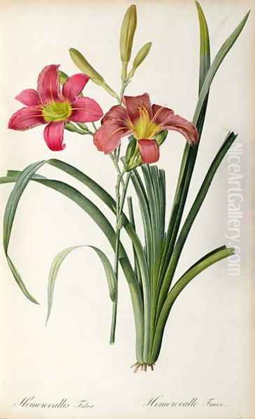 Hemerocallis fulva, from Les Liliacees - view 1
