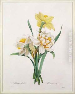 Narcissus gouani double daffodil, engraved by Bessin, from Choix des Plus Belles Fleurs, 1827 by Pierre-Joseph Redoute