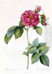 Rosa Turbinata by Pierre-Joseph Redoute