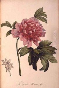 Paeonia Moutan by Pierre-Joseph Redoute