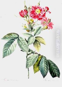 Rosa LHeritieranea by Pierre-Joseph Redoute
