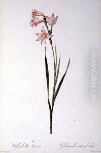 Gladiolus Carneus, from Les liliacees, 1804