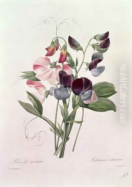 Sweet Peas Lathyrus odoratur from Choix des Plus Belles Fleurs, 1827-33 - view 1