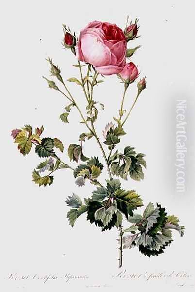 Rosa Centifolia Bipinnata - view 1