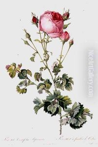 Rosa Centifolia Bipinnata