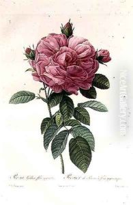 Rosa Gallica Flore Giganteo by Pierre-Joseph Redoute