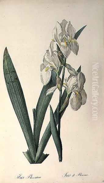 Iris Florentina, from Les Liliacees - view 1