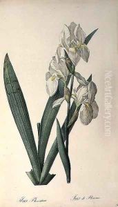 Iris Florentina, from Les Liliacees by Pierre-Joseph Redoute