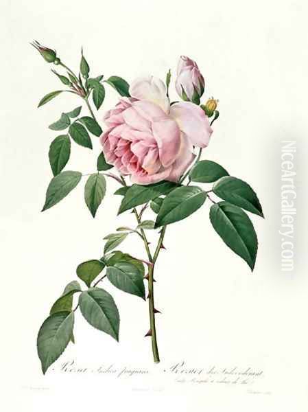 Rosa chinensis and Rosa gigantea, from Les Roses, 1817 - view 1