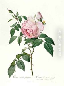 Rosa chinensis and Rosa gigantea, from Les Roses, 1817 by Pierre-Joseph Redoute