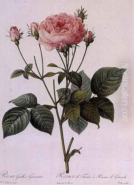 Rosa Gallica Granatus, from Les Roses, vol II, 1821 - view 1