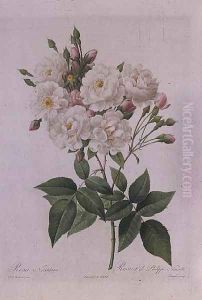 Rosa Noisettiana