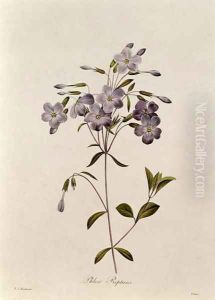 Phlox reptans by Pierre-Joseph Redoute