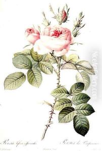 Rosa Bifera Officinalis, engraved by Langlois, published by Remond by Pierre-Joseph Redoute