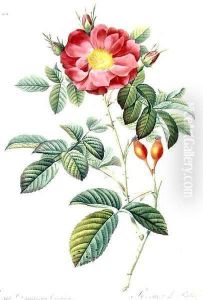 Rosa Damascena, from Les Roses by Pierre-Joseph Redoute