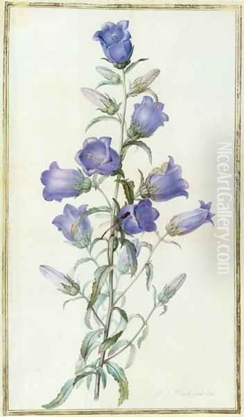 Campanula: Medium Canterbury Bell 1787 - view 1