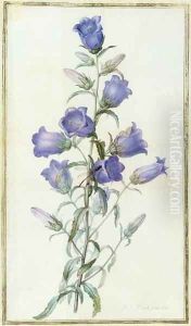 Campanula: Medium Canterbury Bell 1787 Campanula: Medium Canterbury Bell 1787
