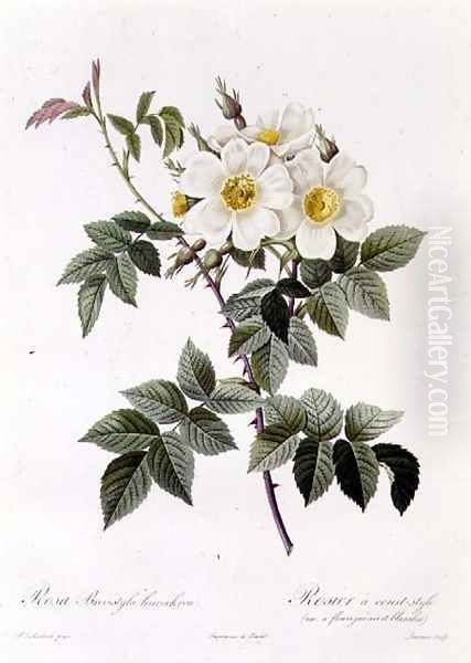 Rosa Brevistyla Leucochroa - view 1